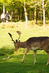 Vibrant and tranquil nature in Denmark	