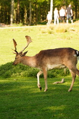 Vibrant and tranquil nature in Denmark	