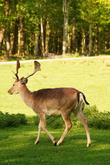 Vibrant and tranquil nature in Denmark	