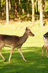 Vibrant and tranquil nature in Denmark	