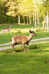 Vibrant and tranquil nature in Denmark	
