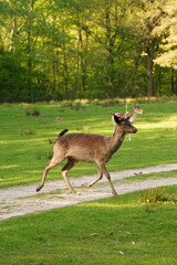 Vibrant and tranquil nature in Denmark	