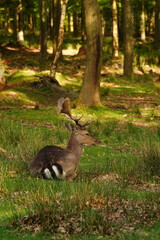 Vibrant and tranquil nature in Denmark	