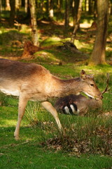 Vibrant and tranquil nature in Denmark	