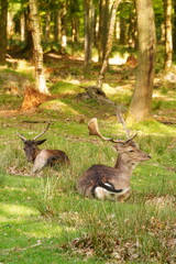 Vibrant and tranquil nature in Denmark	