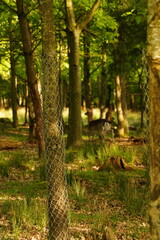 Fototapeta premium Vibrant and tranquil nature in Denmark 