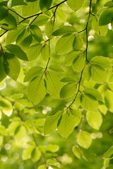 Vibrant and tranquil nature in Denmark	