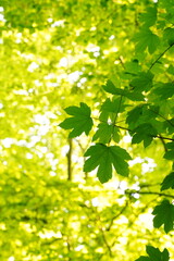 Vibrant and tranquil nature in Denmark	