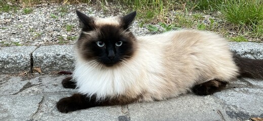 nervous Himalayan fluffy, blue-eyed, longhair cat breed lying on pavement