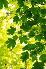 Vibrant and tranquil nature in Denmark	