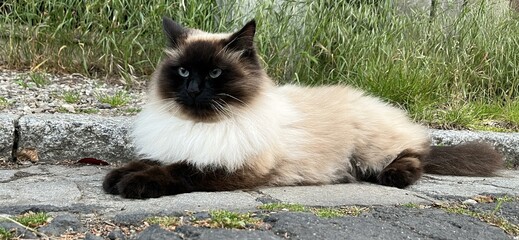 Himalayan cat, fluffy, blue-eyed breed