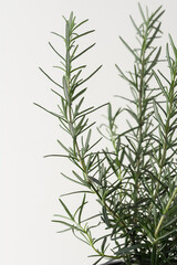 Fototapeta premium Rosmarin freigestellt vor weißem Hintergrund