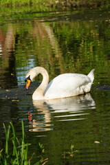 Vibrant and tranquil nature in Denmark	