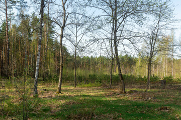 Serene rural landscape with green trees and country dirt road at dawn in spring. Beautiful morning nature with flowering trees and plants on a sunny spring morning.