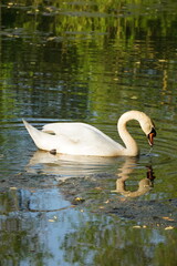 Vibrant and tranquil nature in Denmark	