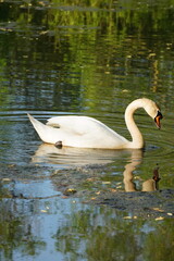 Vibrant and tranquil nature in Denmark	