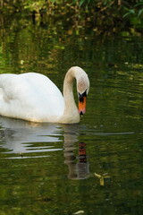 Vibrant and tranquil nature in Denmark	