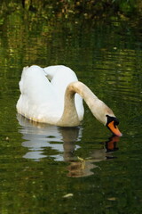 Vibrant and tranquil nature in Denmark	