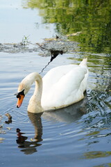 Vibrant and tranquil nature in Denmark	
