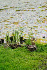 Vibrant and tranquil nature in Denmark	