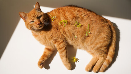 a happy red cat lies in the sun, fresh wild flowers on the fur. Cat allergies