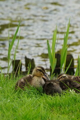 Vibrant and tranquil nature in Denmark	