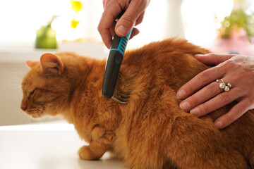 The cat sits quietly while being combed, care and hygiene of domestic cats. fur care at home