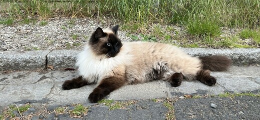 Himalayan fluffy, blue-eyed cat breed lying on sidewalk