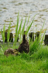 Vibrant and tranquil nature in Denmark