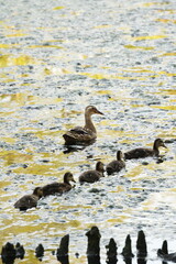 Vibrant and tranquil nature in Denmark
