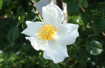 Long Stamen on a White Rose