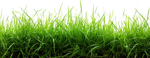 grass blade border on transparent background 