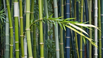 Abundant green bamboo leaves gracefully unfurling from a thick, woody bamboo branch