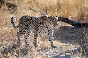 Leopard in Khwai - Botswana