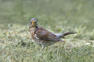An adult fieldfare stands on the green grass perpendicular to the camera lens and looks right toward the camera lens on a sunny spring evening.