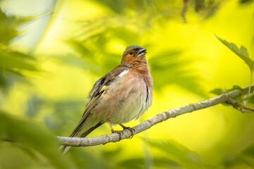 A male common chaffinch (Fringilla coelebs) sits on the thin branch and sings its song toward the...