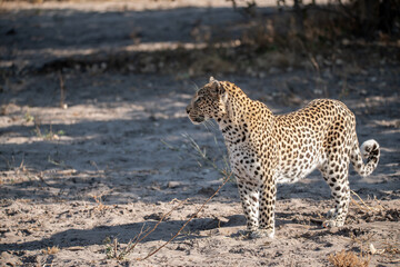 Leopard in Khwai - Botswana