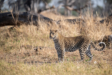 Leopard in Khwai - Botswana