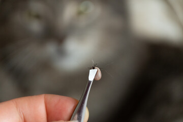 Tick ​​insect. Cat on the background.