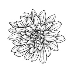 Hand drawn line art dahlia flower illustration isolated on white background