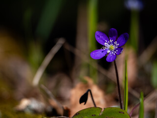 Blue anemone in the forest