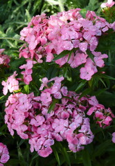 Pink Phlox Closeup