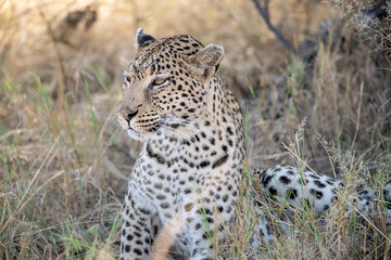 Leopard in Khwai - Botswana