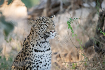 Leopard in Khwai - Botswana