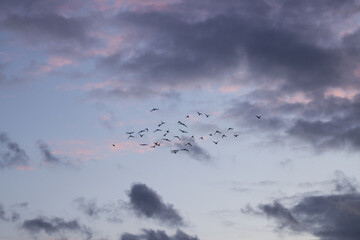 Abstraction of sky with birds flying