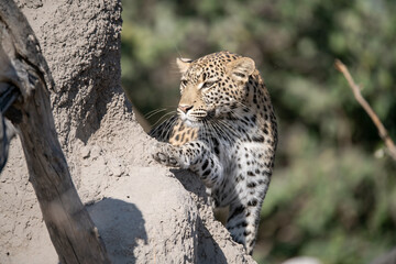 Leopard in Khwai - Botswana