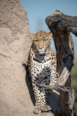Leopard in Khwai - Botswana