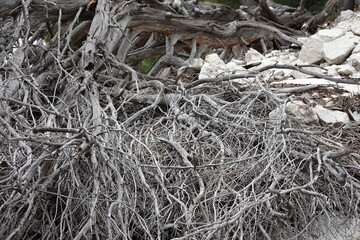 Branches et racines d'arbre mort