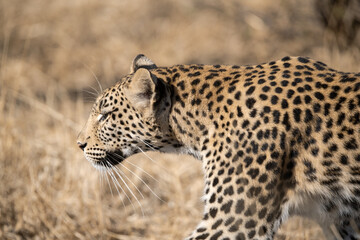 Leopard in Khwai - Botswana