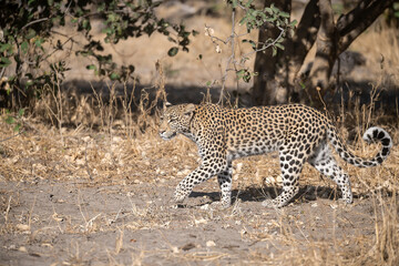 Leopard in Khwai - Botswana
